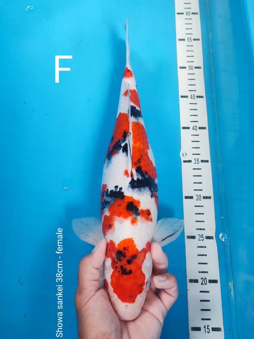 Lelang Koi Online, Jual Beli Ikan Koi, Pusat Jual Beli Koi, Info Lelang Koi Hari Ini, Platform Jual Beli Koi, Jual Beli Ikan Koi Online, Marketplace Ikan Koi, Jual Koi Terbaik, Tempat Beli Koi Berkualitas, Pasar Ikan Koi Online Terpercaya, Penjual Ikan Koi Terpercaya, Beli Koi Hias Online, Ikan Koi untuk Dijual, Koi Kualitas Terbaik, Toko Online Ikan Koi, Koi Hias Untuk Dijual, Jual Beli Ikan Koi Lokal, Koi Indonesia Online, Pusat Jual Beli Koi Terbesar
