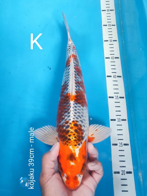 Lelang Koi Online, Jual Beli Ikan Koi, Pusat Jual Beli Koi, Info Lelang Koi Hari Ini, Platform Jual Beli Koi, Jual Beli Ikan Koi Online, Marketplace Ikan Koi, Jual Koi Terbaik, Tempat Beli Koi Berkualitas, Pasar Ikan Koi Online Terpercaya, Penjual Ikan Koi Terpercaya, Beli Koi Hias Online, Ikan Koi untuk Dijual, Koi Kualitas Terbaik, Toko Online Ikan Koi, Koi Hias Untuk Dijual, Jual Beli Ikan Koi Lokal, Koi Indonesia Online, Pusat Jual Beli Koi Terbesar