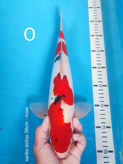 Lelang Koi Online, Jual Beli Ikan Koi, Pusat Jual Beli Koi, Info Lelang Koi Hari Ini, Platform Jual Beli Koi, Jual Beli Ikan Koi Online, Marketplace Ikan Koi, Jual Koi Terbaik, Tempat Beli Koi Berkualitas, Pasar Ikan Koi Online Terpercaya, Penjual Ikan Koi Terpercaya, Beli Koi Hias Online, Ikan Koi untuk Dijual, Koi Kualitas Terbaik, Toko Online Ikan Koi, Koi Hias Untuk Dijual, Jual Beli Ikan Koi Lokal, Koi Indonesia Online, Pusat Jual Beli Koi Terbesar