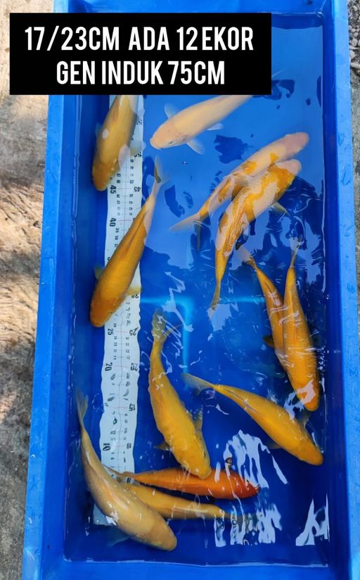Lelang Koi Online, Jual Beli Ikan Koi, Pusat Jual Beli Koi, Info Lelang Koi Hari Ini, Platform Jual Beli Koi, Jual Beli Ikan Koi Online, Marketplace Ikan Koi, Jual Koi Terbaik, Tempat Beli Koi Berkualitas, Pasar Ikan Koi Online Terpercaya, Penjual Ikan Koi Terpercaya, Beli Koi Hias Online, Ikan Koi untuk Dijual, Koi Kualitas Terbaik, Toko Online Ikan Koi, Koi Hias Untuk Dijual, Jual Beli Ikan Koi Lokal, Koi Indonesia Online, Pusat Jual Beli Koi Terbesar