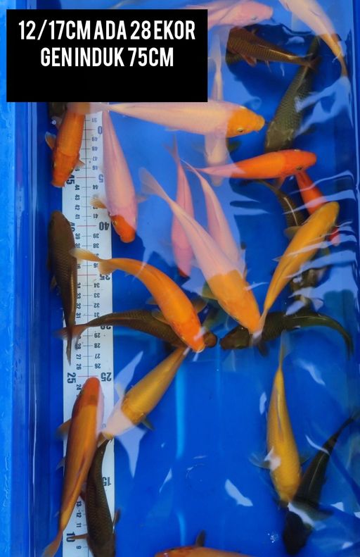 Lelang Koi Online, Jual Beli Ikan Koi, Pusat Jual Beli Koi, Info Lelang Koi Hari Ini, Platform Jual Beli Koi, Jual Beli Ikan Koi Online, Marketplace Ikan Koi, Jual Koi Terbaik, Tempat Beli Koi Berkualitas, Pasar Ikan Koi Online Terpercaya, Penjual Ikan Koi Terpercaya, Beli Koi Hias Online, Ikan Koi untuk Dijual, Koi Kualitas Terbaik, Toko Online Ikan Koi, Koi Hias Untuk Dijual, Jual Beli Ikan Koi Lokal, Koi Indonesia Online, Pusat Jual Beli Koi Terbesar