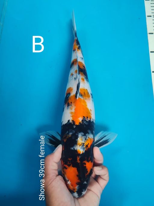 Lelang Koi Online, Jual Beli Ikan Koi, Pusat Jual Beli Koi, Info Lelang Koi Hari Ini, Platform Jual Beli Koi, Jual Beli Ikan Koi Online, Marketplace Ikan Koi, Jual Koi Terbaik, Tempat Beli Koi Berkualitas, Pasar Ikan Koi Online Terpercaya, Penjual Ikan Koi Terpercaya, Beli Koi Hias Online, Ikan Koi untuk Dijual, Koi Kualitas Terbaik, Toko Online Ikan Koi, Koi Hias Untuk Dijual, Jual Beli Ikan Koi Lokal, Koi Indonesia Online, Pusat Jual Beli Koi Terbesar