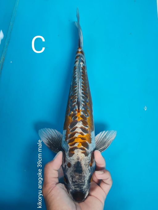 Lelang Koi Online, Jual Beli Ikan Koi, Pusat Jual Beli Koi, Info Lelang Koi Hari Ini, Platform Jual Beli Koi, Jual Beli Ikan Koi Online, Marketplace Ikan Koi, Jual Koi Terbaik, Tempat Beli Koi Berkualitas, Pasar Ikan Koi Online Terpercaya, Penjual Ikan Koi Terpercaya, Beli Koi Hias Online, Ikan Koi untuk Dijual, Koi Kualitas Terbaik, Toko Online Ikan Koi, Koi Hias Untuk Dijual, Jual Beli Ikan Koi Lokal, Koi Indonesia Online, Pusat Jual Beli Koi Terbesar