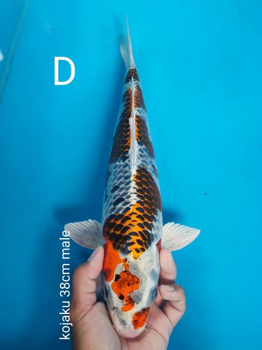 Lelang Koi Online, Jual Beli Ikan Koi, Pusat Jual Beli Koi, Info Lelang Koi Hari Ini, Platform Jual Beli Koi, Jual Beli Ikan Koi Online, Marketplace Ikan Koi, Jual Koi Terbaik, Tempat Beli Koi Berkualitas, Pasar Ikan Koi Online Terpercaya, Penjual Ikan Koi Terpercaya, Beli Koi Hias Online, Ikan Koi untuk Dijual, Koi Kualitas Terbaik, Toko Online Ikan Koi, Koi Hias Untuk Dijual, Jual Beli Ikan Koi Lokal, Koi Indonesia Online, Pusat Jual Beli Koi Terbesar