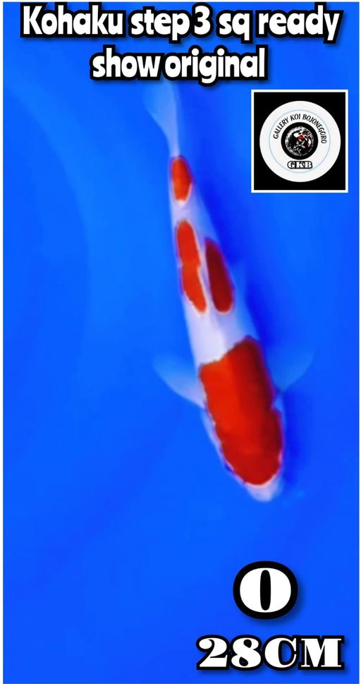 Lelang Koi Online, Jual Beli Ikan Koi, Pusat Jual Beli Koi, Info Lelang Koi Hari Ini, Platform Jual Beli Koi, Jual Beli Ikan Koi Online, Marketplace Ikan Koi, Jual Koi Terbaik, Tempat Beli Koi Berkualitas, Pasar Ikan Koi Online Terpercaya, Penjual Ikan Koi Terpercaya, Beli Koi Hias Online, Ikan Koi untuk Dijual, Koi Kualitas Terbaik, Toko Online Ikan Koi, Koi Hias Untuk Dijual, Jual Beli Ikan Koi Lokal, Koi Indonesia Online, Pusat Jual Beli Koi Terbesar