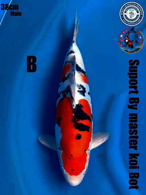 Lelang Koi Online, Jual Beli Ikan Koi, Pusat Jual Beli Koi, Info Lelang Koi Hari Ini, Platform Jual Beli Koi, Jual Beli Ikan Koi Online, Marketplace Ikan Koi, Jual Koi Terbaik, Tempat Beli Koi Berkualitas, Pasar Ikan Koi Online Terpercaya, Penjual Ikan Koi Terpercaya, Beli Koi Hias Online, Ikan Koi untuk Dijual, Koi Kualitas Terbaik, Toko Online Ikan Koi, Koi Hias Untuk Dijual, Jual Beli Ikan Koi Lokal, Koi Indonesia Online, Pusat Jual Beli Koi Terbesar