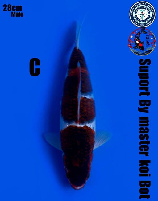 Lelang Koi Online, Jual Beli Ikan Koi, Pusat Jual Beli Koi, Info Lelang Koi Hari Ini, Platform Jual Beli Koi, Jual Beli Ikan Koi Online, Marketplace Ikan Koi, Jual Koi Terbaik, Tempat Beli Koi Berkualitas, Pasar Ikan Koi Online Terpercaya, Penjual Ikan Koi Terpercaya, Beli Koi Hias Online, Ikan Koi untuk Dijual, Koi Kualitas Terbaik, Toko Online Ikan Koi, Koi Hias Untuk Dijual, Jual Beli Ikan Koi Lokal, Koi Indonesia Online, Pusat Jual Beli Koi Terbesar