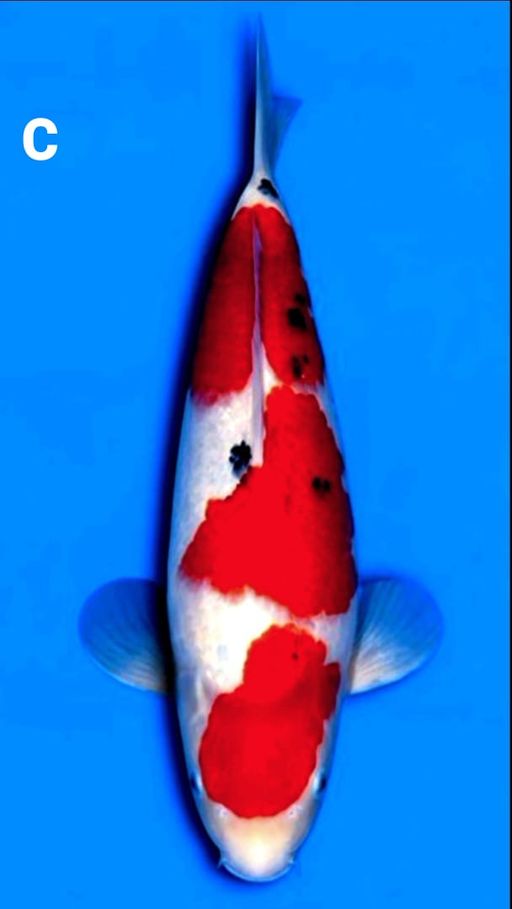 Lelang Koi Online, Jual Beli Ikan Koi, Pusat Jual Beli Koi, Info Lelang Koi Hari Ini, Platform Jual Beli Koi, Jual Beli Ikan Koi Online, Marketplace Ikan Koi, Jual Koi Terbaik, Tempat Beli Koi Berkualitas, Pasar Ikan Koi Online Terpercaya, Penjual Ikan Koi Terpercaya, Beli Koi Hias Online, Ikan Koi untuk Dijual, Koi Kualitas Terbaik, Toko Online Ikan Koi, Koi Hias Untuk Dijual, Jual Beli Ikan Koi Lokal, Koi Indonesia Online, Pusat Jual Beli Koi Terbesar