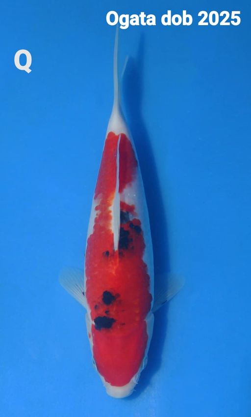 Lelang Koi Online, Jual Beli Ikan Koi, Pusat Jual Beli Koi, Info Lelang Koi Hari Ini, Platform Jual Beli Koi, Jual Beli Ikan Koi Online, Marketplace Ikan Koi, Jual Koi Terbaik, Tempat Beli Koi Berkualitas, Pasar Ikan Koi Online Terpercaya, Penjual Ikan Koi Terpercaya, Beli Koi Hias Online, Ikan Koi untuk Dijual, Koi Kualitas Terbaik, Toko Online Ikan Koi, Koi Hias Untuk Dijual, Jual Beli Ikan Koi Lokal, Koi Indonesia Online, Pusat Jual Beli Koi Terbesar