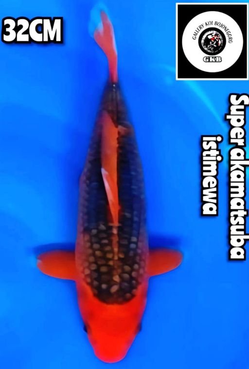Lelang Koi Online, Jual Beli Ikan Koi, Pusat Jual Beli Koi, Info Lelang Koi Hari Ini, Platform Jual Beli Koi, Jual Beli Ikan Koi Online, Marketplace Ikan Koi, Jual Koi Terbaik, Tempat Beli Koi Berkualitas, Pasar Ikan Koi Online Terpercaya, Penjual Ikan Koi Terpercaya, Beli Koi Hias Online, Ikan Koi untuk Dijual, Koi Kualitas Terbaik, Toko Online Ikan Koi, Koi Hias Untuk Dijual, Jual Beli Ikan Koi Lokal, Koi Indonesia Online, Pusat Jual Beli Koi Terbesar