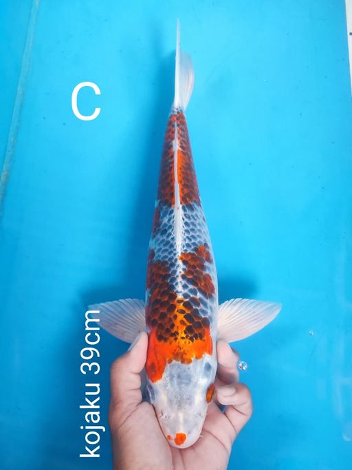 Lelang Koi Online, Jual Beli Ikan Koi, Pusat Jual Beli Koi, Info Lelang Koi Hari Ini, Platform Jual Beli Koi, Jual Beli Ikan Koi Online, Marketplace Ikan Koi, Jual Koi Terbaik, Tempat Beli Koi Berkualitas, Pasar Ikan Koi Online Terpercaya, Penjual Ikan Koi Terpercaya, Beli Koi Hias Online, Ikan Koi untuk Dijual, Koi Kualitas Terbaik, Toko Online Ikan Koi, Koi Hias Untuk Dijual, Jual Beli Ikan Koi Lokal, Koi Indonesia Online, Pusat Jual Beli Koi Terbesar