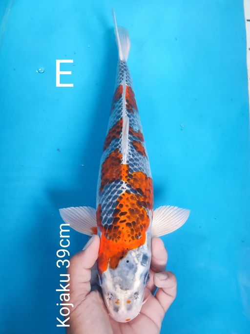 Lelang Koi Online, Jual Beli Ikan Koi, Pusat Jual Beli Koi, Info Lelang Koi Hari Ini, Platform Jual Beli Koi, Jual Beli Ikan Koi Online, Marketplace Ikan Koi, Jual Koi Terbaik, Tempat Beli Koi Berkualitas, Pasar Ikan Koi Online Terpercaya, Penjual Ikan Koi Terpercaya, Beli Koi Hias Online, Ikan Koi untuk Dijual, Koi Kualitas Terbaik, Toko Online Ikan Koi, Koi Hias Untuk Dijual, Jual Beli Ikan Koi Lokal, Koi Indonesia Online, Pusat Jual Beli Koi Terbesar