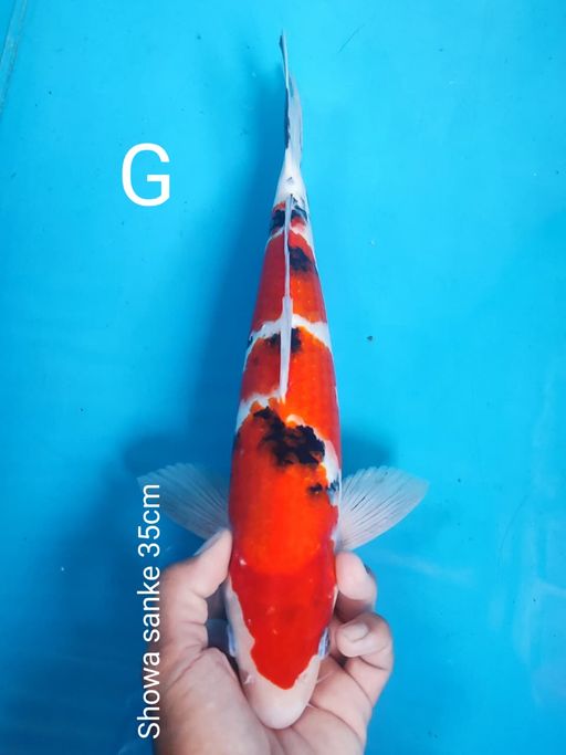 Lelang Koi Online, Jual Beli Ikan Koi, Pusat Jual Beli Koi, Info Lelang Koi Hari Ini, Platform Jual Beli Koi, Jual Beli Ikan Koi Online, Marketplace Ikan Koi, Jual Koi Terbaik, Tempat Beli Koi Berkualitas, Pasar Ikan Koi Online Terpercaya, Penjual Ikan Koi Terpercaya, Beli Koi Hias Online, Ikan Koi untuk Dijual, Koi Kualitas Terbaik, Toko Online Ikan Koi, Koi Hias Untuk Dijual, Jual Beli Ikan Koi Lokal, Koi Indonesia Online, Pusat Jual Beli Koi Terbesar