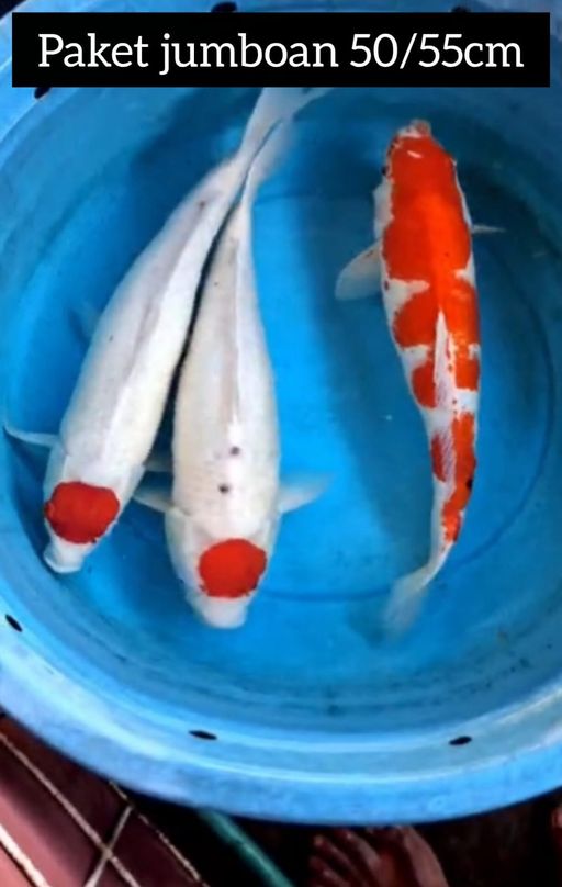 Lelang Koi Online, Jual Beli Ikan Koi, Pusat Jual Beli Koi, Info Lelang Koi Hari Ini, Platform Jual Beli Koi, Jual Beli Ikan Koi Online, Marketplace Ikan Koi, Jual Koi Terbaik, Tempat Beli Koi Berkualitas, Pasar Ikan Koi Online Terpercaya, Penjual Ikan Koi Terpercaya, Beli Koi Hias Online, Ikan Koi untuk Dijual, Koi Kualitas Terbaik, Toko Online Ikan Koi, Koi Hias Untuk Dijual, Jual Beli Ikan Koi Lokal, Koi Indonesia Online, Pusat Jual Beli Koi Terbesar