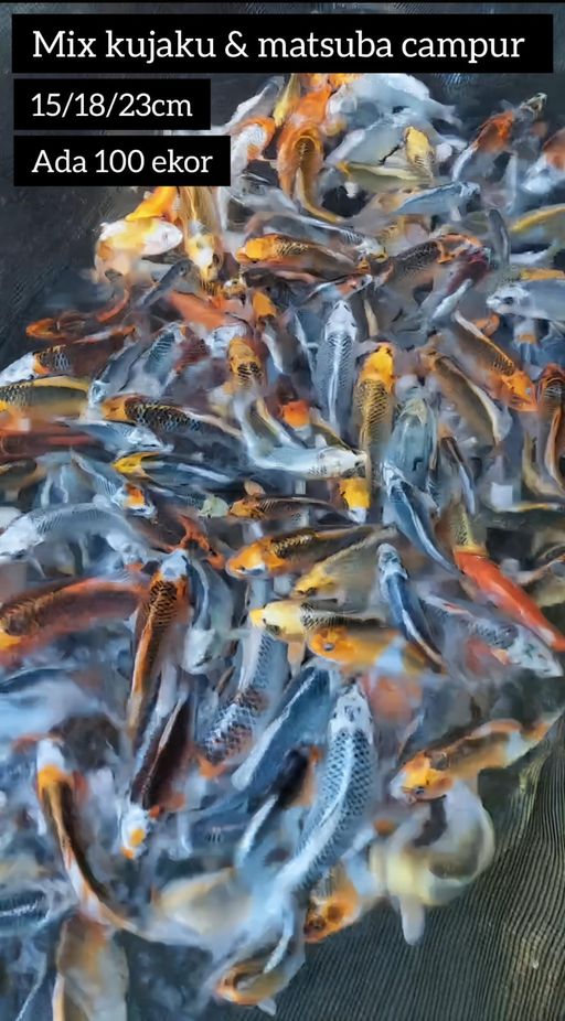 Lelang Koi Online, Jual Beli Ikan Koi, Pusat Jual Beli Koi, Info Lelang Koi Hari Ini, Platform Jual Beli Koi, Jual Beli Ikan Koi Online, Marketplace Ikan Koi, Jual Koi Terbaik, Tempat Beli Koi Berkualitas, Pasar Ikan Koi Online Terpercaya, Penjual Ikan Koi Terpercaya, Beli Koi Hias Online, Ikan Koi untuk Dijual, Koi Kualitas Terbaik, Toko Online Ikan Koi, Koi Hias Untuk Dijual, Jual Beli Ikan Koi Lokal, Koi Indonesia Online, Pusat Jual Beli Koi Terbesar
