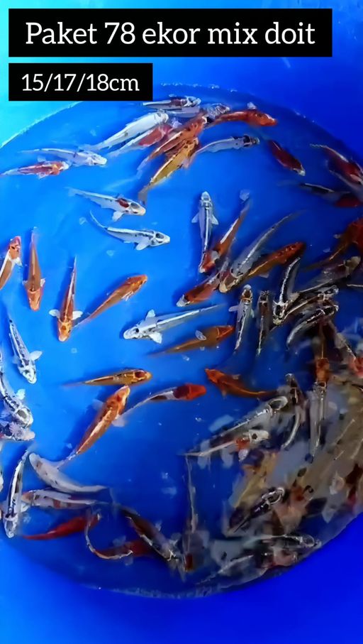 Lelang Koi Online, Jual Beli Ikan Koi, Pusat Jual Beli Koi, Info Lelang Koi Hari Ini, Platform Jual Beli Koi, Jual Beli Ikan Koi Online, Marketplace Ikan Koi, Jual Koi Terbaik, Tempat Beli Koi Berkualitas, Pasar Ikan Koi Online Terpercaya, Penjual Ikan Koi Terpercaya, Beli Koi Hias Online, Ikan Koi untuk Dijual, Koi Kualitas Terbaik, Toko Online Ikan Koi, Koi Hias Untuk Dijual, Jual Beli Ikan Koi Lokal, Koi Indonesia Online, Pusat Jual Beli Koi Terbesar