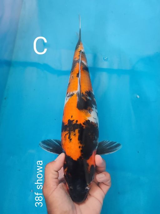 Lelang Koi Online, Jual Beli Ikan Koi, Pusat Jual Beli Koi, Info Lelang Koi Hari Ini, Platform Jual Beli Koi, Jual Beli Ikan Koi Online, Marketplace Ikan Koi, Jual Koi Terbaik, Tempat Beli Koi Berkualitas, Pasar Ikan Koi Online Terpercaya, Penjual Ikan Koi Terpercaya, Beli Koi Hias Online, Ikan Koi untuk Dijual, Koi Kualitas Terbaik, Toko Online Ikan Koi, Koi Hias Untuk Dijual, Jual Beli Ikan Koi Lokal, Koi Indonesia Online, Pusat Jual Beli Koi Terbesar