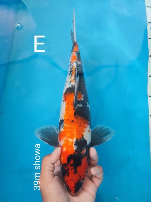 Lelang Koi Online, Jual Beli Ikan Koi, Pusat Jual Beli Koi, Info Lelang Koi Hari Ini, Platform Jual Beli Koi, Jual Beli Ikan Koi Online, Marketplace Ikan Koi, Jual Koi Terbaik, Tempat Beli Koi Berkualitas, Pasar Ikan Koi Online Terpercaya, Penjual Ikan Koi Terpercaya, Beli Koi Hias Online, Ikan Koi untuk Dijual, Koi Kualitas Terbaik, Toko Online Ikan Koi, Koi Hias Untuk Dijual, Jual Beli Ikan Koi Lokal, Koi Indonesia Online, Pusat Jual Beli Koi Terbesar
