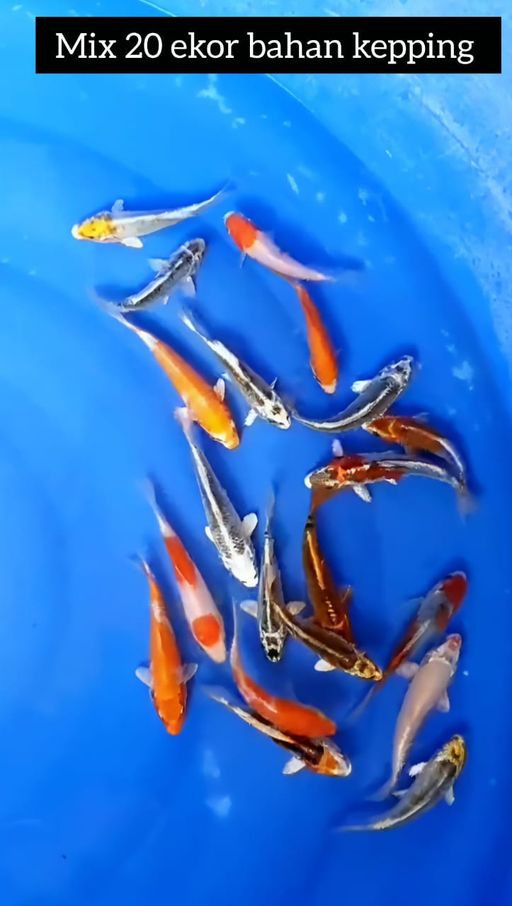 Lelang Koi Online, Jual Beli Ikan Koi, Pusat Jual Beli Koi, Info Lelang Koi Hari Ini, Platform Jual Beli Koi, Jual Beli Ikan Koi Online, Marketplace Ikan Koi, Jual Koi Terbaik, Tempat Beli Koi Berkualitas, Pasar Ikan Koi Online Terpercaya, Penjual Ikan Koi Terpercaya, Beli Koi Hias Online, Ikan Koi untuk Dijual, Koi Kualitas Terbaik, Toko Online Ikan Koi, Koi Hias Untuk Dijual, Jual Beli Ikan Koi Lokal, Koi Indonesia Online, Pusat Jual Beli Koi Terbesar