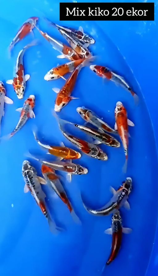 Lelang Koi Online, Jual Beli Ikan Koi, Pusat Jual Beli Koi, Info Lelang Koi Hari Ini, Platform Jual Beli Koi, Jual Beli Ikan Koi Online, Marketplace Ikan Koi, Jual Koi Terbaik, Tempat Beli Koi Berkualitas, Pasar Ikan Koi Online Terpercaya, Penjual Ikan Koi Terpercaya, Beli Koi Hias Online, Ikan Koi untuk Dijual, Koi Kualitas Terbaik, Toko Online Ikan Koi, Koi Hias Untuk Dijual, Jual Beli Ikan Koi Lokal, Koi Indonesia Online, Pusat Jual Beli Koi Terbesar