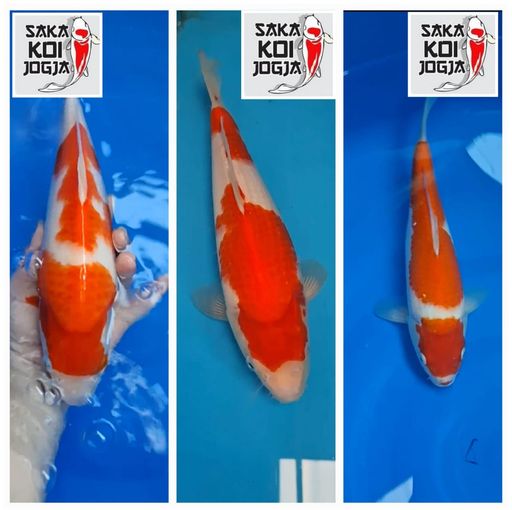 Lelang Koi Online, Jual Beli Ikan Koi, Pusat Jual Beli Koi, Info Lelang Koi Hari Ini, Platform Jual Beli Koi, Jual Beli Ikan Koi Online, Marketplace Ikan Koi, Jual Koi Terbaik, Tempat Beli Koi Berkualitas, Pasar Ikan Koi Online Terpercaya, Penjual Ikan Koi Terpercaya, Beli Koi Hias Online, Ikan Koi untuk Dijual, Koi Kualitas Terbaik, Toko Online Ikan Koi, Koi Hias Untuk Dijual, Jual Beli Ikan Koi Lokal, Koi Indonesia Online, Pusat Jual Beli Koi Terbesar