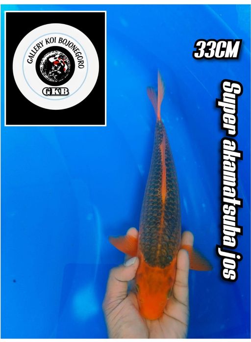 Lelang Koi Online, Jual Beli Ikan Koi, Pusat Jual Beli Koi, Info Lelang Koi Hari Ini, Platform Jual Beli Koi, Jual Beli Ikan Koi Online, Marketplace Ikan Koi, Jual Koi Terbaik, Tempat Beli Koi Berkualitas, Pasar Ikan Koi Online Terpercaya, Penjual Ikan Koi Terpercaya, Beli Koi Hias Online, Ikan Koi untuk Dijual, Koi Kualitas Terbaik, Toko Online Ikan Koi, Koi Hias Untuk Dijual, Jual Beli Ikan Koi Lokal, Koi Indonesia Online, Pusat Jual Beli Koi Terbesar