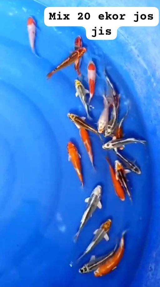 Lelang Koi Online, Jual Beli Ikan Koi, Pusat Jual Beli Koi, Info Lelang Koi Hari Ini, Platform Jual Beli Koi, Jual Beli Ikan Koi Online, Marketplace Ikan Koi, Jual Koi Terbaik, Tempat Beli Koi Berkualitas, Pasar Ikan Koi Online Terpercaya, Penjual Ikan Koi Terpercaya, Beli Koi Hias Online, Ikan Koi untuk Dijual, Koi Kualitas Terbaik, Toko Online Ikan Koi, Koi Hias Untuk Dijual, Jual Beli Ikan Koi Lokal, Koi Indonesia Online, Pusat Jual Beli Koi Terbesar