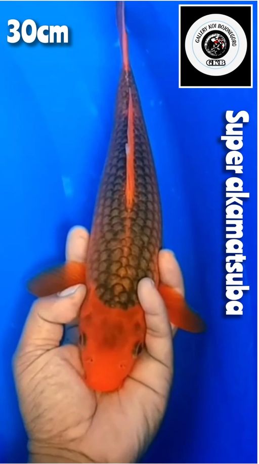 Lelang Koi Online, Jual Beli Ikan Koi, Pusat Jual Beli Koi, Info Lelang Koi Hari Ini, Platform Jual Beli Koi, Jual Beli Ikan Koi Online, Marketplace Ikan Koi, Jual Koi Terbaik, Tempat Beli Koi Berkualitas, Pasar Ikan Koi Online Terpercaya, Penjual Ikan Koi Terpercaya, Beli Koi Hias Online, Ikan Koi untuk Dijual, Koi Kualitas Terbaik, Toko Online Ikan Koi, Koi Hias Untuk Dijual, Jual Beli Ikan Koi Lokal, Koi Indonesia Online, Pusat Jual Beli Koi Terbesar