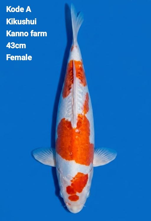 Lelang Koi Online, Jual Beli Ikan Koi, Pusat Jual Beli Koi, Info Lelang Koi Hari Ini, Platform Jual Beli Koi, Jual Beli Ikan Koi Online, Marketplace Ikan Koi, Jual Koi Terbaik, Tempat Beli Koi Berkualitas, Pasar Ikan Koi Online Terpercaya, Penjual Ikan Koi Terpercaya, Beli Koi Hias Online, Ikan Koi untuk Dijual, Koi Kualitas Terbaik, Toko Online Ikan Koi, Koi Hias Untuk Dijual, Jual Beli Ikan Koi Lokal, Koi Indonesia Online, Pusat Jual Beli Koi Terbesar