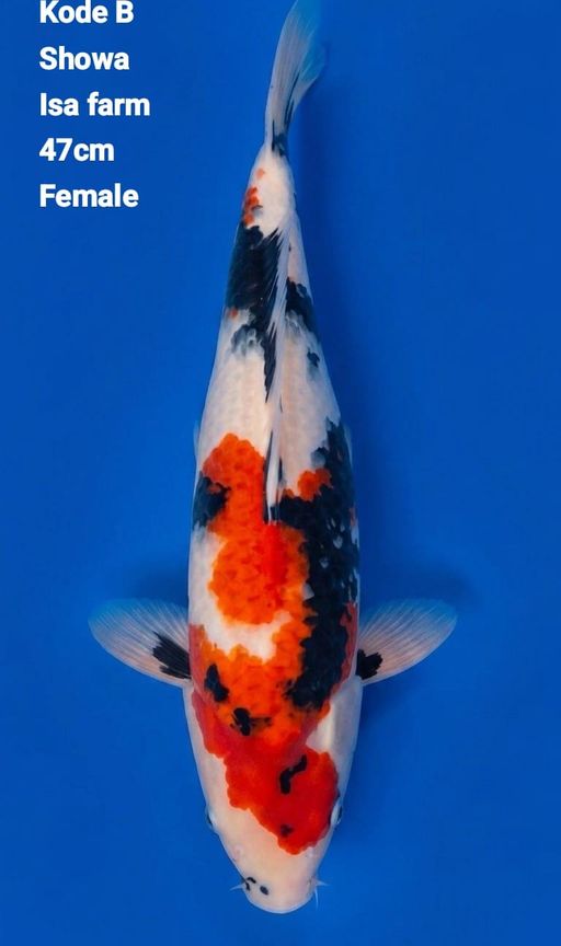 Lelang Koi Online, Jual Beli Ikan Koi, Pusat Jual Beli Koi, Info Lelang Koi Hari Ini, Platform Jual Beli Koi, Jual Beli Ikan Koi Online, Marketplace Ikan Koi, Jual Koi Terbaik, Tempat Beli Koi Berkualitas, Pasar Ikan Koi Online Terpercaya, Penjual Ikan Koi Terpercaya, Beli Koi Hias Online, Ikan Koi untuk Dijual, Koi Kualitas Terbaik, Toko Online Ikan Koi, Koi Hias Untuk Dijual, Jual Beli Ikan Koi Lokal, Koi Indonesia Online, Pusat Jual Beli Koi Terbesar