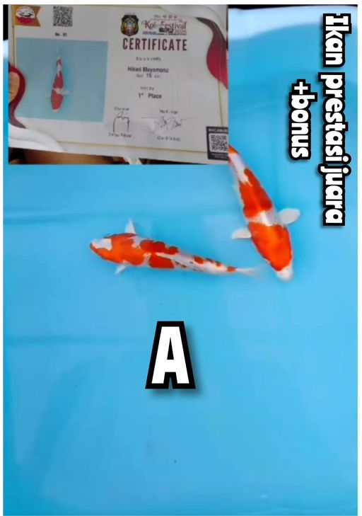 Lelang Koi Online, Jual Beli Ikan Koi, Pusat Jual Beli Koi, Info Lelang Koi Hari Ini, Platform Jual Beli Koi, Jual Beli Ikan Koi Online, Marketplace Ikan Koi, Jual Koi Terbaik, Tempat Beli Koi Berkualitas, Pasar Ikan Koi Online Terpercaya, Penjual Ikan Koi Terpercaya, Beli Koi Hias Online, Ikan Koi untuk Dijual, Koi Kualitas Terbaik, Toko Online Ikan Koi, Koi Hias Untuk Dijual, Jual Beli Ikan Koi Lokal, Koi Indonesia Online, Pusat Jual Beli Koi Terbesar