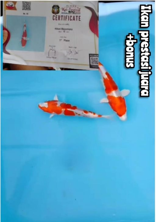Lelang Koi Online, Jual Beli Ikan Koi, Pusat Jual Beli Koi, Info Lelang Koi Hari Ini, Platform Jual Beli Koi, Jual Beli Ikan Koi Online, Marketplace Ikan Koi, Jual Koi Terbaik, Tempat Beli Koi Berkualitas, Pasar Ikan Koi Online Terpercaya, Penjual Ikan Koi Terpercaya, Beli Koi Hias Online, Ikan Koi untuk Dijual, Koi Kualitas Terbaik, Toko Online Ikan Koi, Koi Hias Untuk Dijual, Jual Beli Ikan Koi Lokal, Koi Indonesia Online, Pusat Jual Beli Koi Terbesar