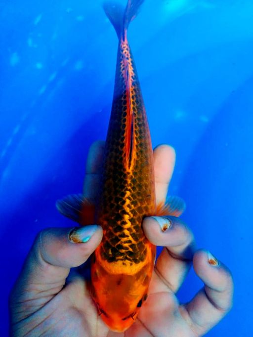 Lelang Koi Online, Jual Beli Ikan Koi, Pusat Jual Beli Koi, Info Lelang Koi Hari Ini, Platform Jual Beli Koi, Jual Beli Ikan Koi Online, Marketplace Ikan Koi, Jual Koi Terbaik, Tempat Beli Koi Berkualitas, Pasar Ikan Koi Online Terpercaya, Penjual Ikan Koi Terpercaya, Beli Koi Hias Online, Ikan Koi untuk Dijual, Koi Kualitas Terbaik, Toko Online Ikan Koi, Koi Hias Untuk Dijual, Jual Beli Ikan Koi Lokal, Koi Indonesia Online, Pusat Jual Beli Koi Terbesar
