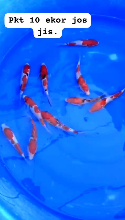 Lelang Koi Online, Jual Beli Ikan Koi, Pusat Jual Beli Koi, Info Lelang Koi Hari Ini, Platform Jual Beli Koi, Jual Beli Ikan Koi Online, Marketplace Ikan Koi, Jual Koi Terbaik, Tempat Beli Koi Berkualitas, Pasar Ikan Koi Online Terpercaya, Penjual Ikan Koi Terpercaya, Beli Koi Hias Online, Ikan Koi untuk Dijual, Koi Kualitas Terbaik, Toko Online Ikan Koi, Koi Hias Untuk Dijual, Jual Beli Ikan Koi Lokal, Koi Indonesia Online, Pusat Jual Beli Koi Terbesar