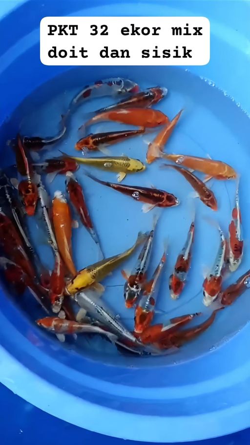 Lelang Koi Online, Jual Beli Ikan Koi, Pusat Jual Beli Koi, Info Lelang Koi Hari Ini, Platform Jual Beli Koi, Jual Beli Ikan Koi Online, Marketplace Ikan Koi, Jual Koi Terbaik, Tempat Beli Koi Berkualitas, Pasar Ikan Koi Online Terpercaya, Penjual Ikan Koi Terpercaya, Beli Koi Hias Online, Ikan Koi untuk Dijual, Koi Kualitas Terbaik, Toko Online Ikan Koi, Koi Hias Untuk Dijual, Jual Beli Ikan Koi Lokal, Koi Indonesia Online, Pusat Jual Beli Koi Terbesar