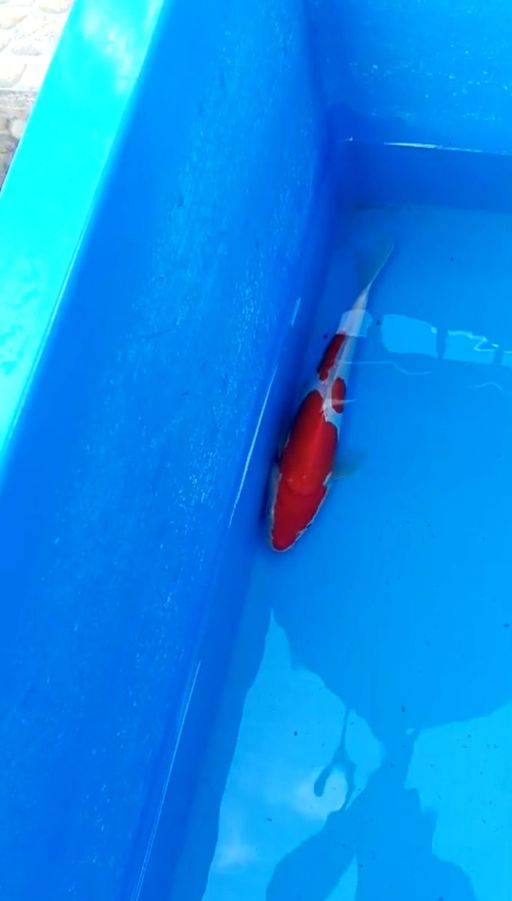 Lelang Koi Online, Jual Beli Ikan Koi, Pusat Jual Beli Koi, Info Lelang Koi Hari Ini, Platform Jual Beli Koi, Jual Beli Ikan Koi Online, Marketplace Ikan Koi, Jual Koi Terbaik, Tempat Beli Koi Berkualitas, Pasar Ikan Koi Online Terpercaya, Penjual Ikan Koi Terpercaya, Beli Koi Hias Online, Ikan Koi untuk Dijual, Koi Kualitas Terbaik, Toko Online Ikan Koi, Koi Hias Untuk Dijual, Jual Beli Ikan Koi Lokal, Koi Indonesia Online, Pusat Jual Beli Koi Terbesar