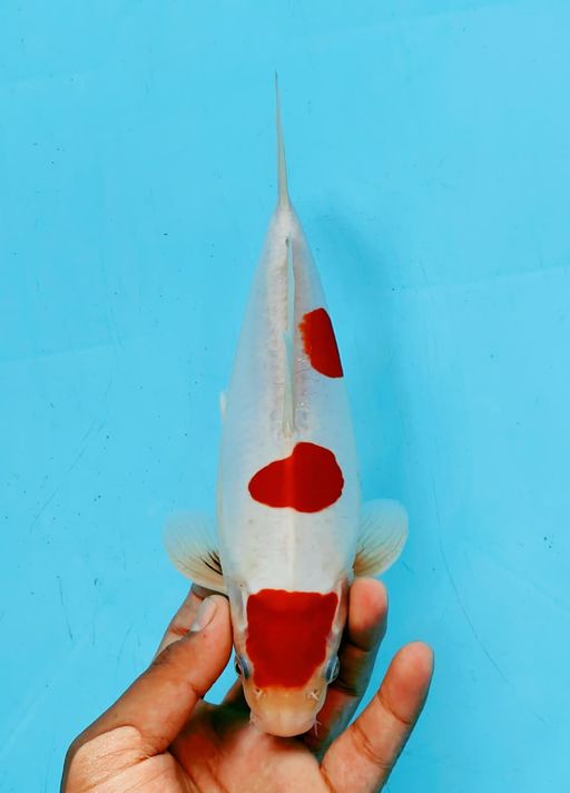 Lelang Koi Online, Jual Beli Ikan Koi, Pusat Jual Beli Koi, Info Lelang Koi Hari Ini, Platform Jual Beli Koi, Jual Beli Ikan Koi Online, Marketplace Ikan Koi, Jual Koi Terbaik, Tempat Beli Koi Berkualitas, Pasar Ikan Koi Online Terpercaya, Penjual Ikan Koi Terpercaya, Beli Koi Hias Online, Ikan Koi untuk Dijual, Koi Kualitas Terbaik, Toko Online Ikan Koi, Koi Hias Untuk Dijual, Jual Beli Ikan Koi Lokal, Koi Indonesia Online, Pusat Jual Beli Koi Terbesar