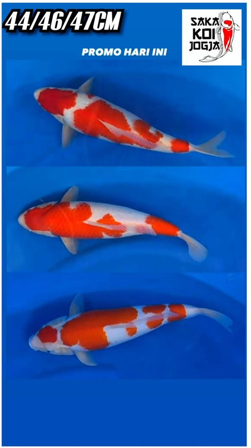 Lelang Koi Online, Jual Beli Ikan Koi, Pusat Jual Beli Koi, Info Lelang Koi Hari Ini, Platform Jual Beli Koi, Jual Beli Ikan Koi Online, Marketplace Ikan Koi, Jual Koi Terbaik, Tempat Beli Koi Berkualitas, Pasar Ikan Koi Online Terpercaya, Penjual Ikan Koi Terpercaya, Beli Koi Hias Online, Ikan Koi untuk Dijual, Koi Kualitas Terbaik, Toko Online Ikan Koi, Koi Hias Untuk Dijual, Jual Beli Ikan Koi Lokal, Koi Indonesia Online, Pusat Jual Beli Koi Terbesar