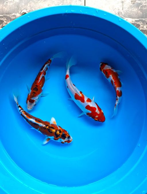 Lelang Koi Online, Jual Beli Ikan Koi, Pusat Jual Beli Koi, Info Lelang Koi Hari Ini, Platform Jual Beli Koi, Jual Beli Ikan Koi Online, Marketplace Ikan Koi, Jual Koi Terbaik, Tempat Beli Koi Berkualitas, Pasar Ikan Koi Online Terpercaya, Penjual Ikan Koi Terpercaya, Beli Koi Hias Online, Ikan Koi untuk Dijual, Koi Kualitas Terbaik, Toko Online Ikan Koi, Koi Hias Untuk Dijual, Jual Beli Ikan Koi Lokal, Koi Indonesia Online, Pusat Jual Beli Koi Terbesar