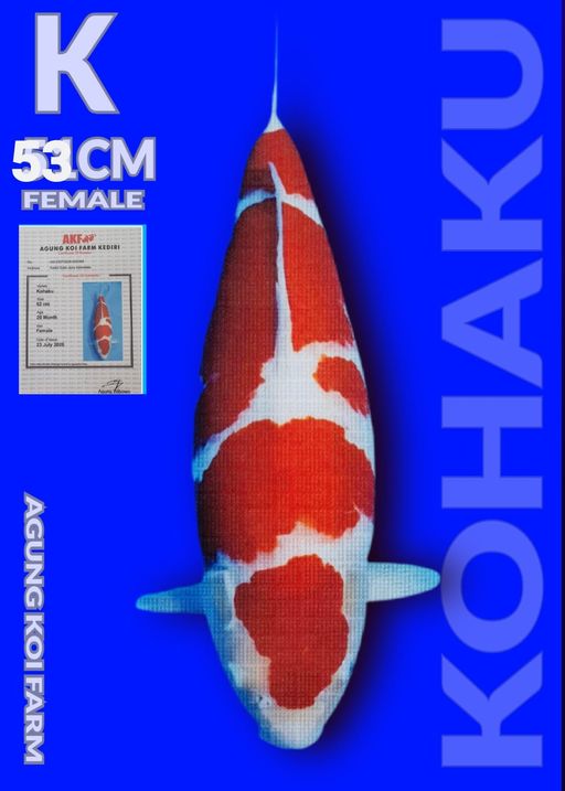 Lelang Koi Online, Jual Beli Ikan Koi, Pusat Jual Beli Koi, Info Lelang Koi Hari Ini, Platform Jual Beli Koi, Jual Beli Ikan Koi Online, Marketplace Ikan Koi, Jual Koi Terbaik, Tempat Beli Koi Berkualitas, Pasar Ikan Koi Online Terpercaya, Penjual Ikan Koi Terpercaya, Beli Koi Hias Online, Ikan Koi untuk Dijual, Koi Kualitas Terbaik, Toko Online Ikan Koi, Koi Hias Untuk Dijual, Jual Beli Ikan Koi Lokal, Koi Indonesia Online, Pusat Jual Beli Koi Terbesar