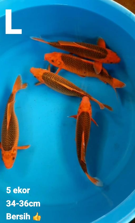 Lelang Koi Online, Jual Beli Ikan Koi, Pusat Jual Beli Koi, Info Lelang Koi Hari Ini, Platform Jual Beli Koi, Jual Beli Ikan Koi Online, Marketplace Ikan Koi, Jual Koi Terbaik, Tempat Beli Koi Berkualitas, Pasar Ikan Koi Online Terpercaya, Penjual Ikan Koi Terpercaya, Beli Koi Hias Online, Ikan Koi untuk Dijual, Koi Kualitas Terbaik, Toko Online Ikan Koi, Koi Hias Untuk Dijual, Jual Beli Ikan Koi Lokal, Koi Indonesia Online, Pusat Jual Beli Koi Terbesar