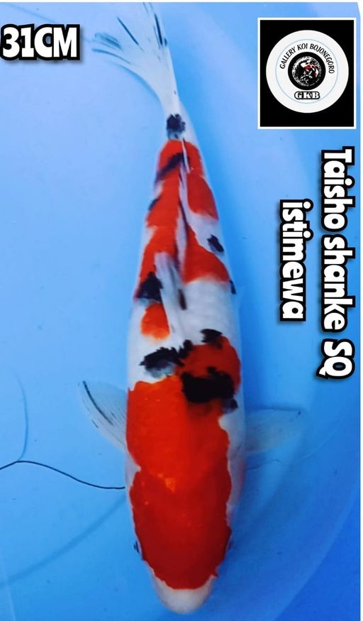 Lelang Koi Online, Jual Beli Ikan Koi, Pusat Jual Beli Koi, Info Lelang Koi Hari Ini, Platform Jual Beli Koi, Jual Beli Ikan Koi Online, Marketplace Ikan Koi, Jual Koi Terbaik, Tempat Beli Koi Berkualitas, Pasar Ikan Koi Online Terpercaya, Penjual Ikan Koi Terpercaya, Beli Koi Hias Online, Ikan Koi untuk Dijual, Koi Kualitas Terbaik, Toko Online Ikan Koi, Koi Hias Untuk Dijual, Jual Beli Ikan Koi Lokal, Koi Indonesia Online, Pusat Jual Beli Koi Terbesar