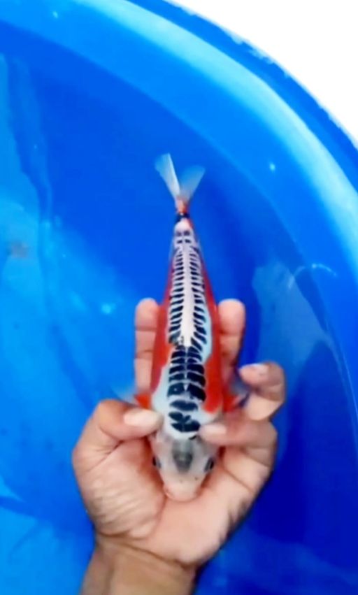 Lelang Koi Online, Jual Beli Ikan Koi, Pusat Jual Beli Koi, Info Lelang Koi Hari Ini, Platform Jual Beli Koi, Jual Beli Ikan Koi Online, Marketplace Ikan Koi, Jual Koi Terbaik, Tempat Beli Koi Berkualitas, Pasar Ikan Koi Online Terpercaya, Penjual Ikan Koi Terpercaya, Beli Koi Hias Online, Ikan Koi untuk Dijual, Koi Kualitas Terbaik, Toko Online Ikan Koi, Koi Hias Untuk Dijual, Jual Beli Ikan Koi Lokal, Koi Indonesia Online, Pusat Jual Beli Koi Terbesar