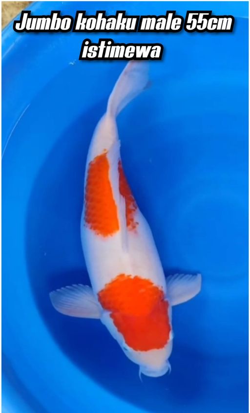 Lelang Koi Online, Jual Beli Ikan Koi, Pusat Jual Beli Koi, Info Lelang Koi Hari Ini, Platform Jual Beli Koi, Jual Beli Ikan Koi Online, Marketplace Ikan Koi, Jual Koi Terbaik, Tempat Beli Koi Berkualitas, Pasar Ikan Koi Online Terpercaya, Penjual Ikan Koi Terpercaya, Beli Koi Hias Online, Ikan Koi untuk Dijual, Koi Kualitas Terbaik, Toko Online Ikan Koi, Koi Hias Untuk Dijual, Jual Beli Ikan Koi Lokal, Koi Indonesia Online, Pusat Jual Beli Koi Terbesar