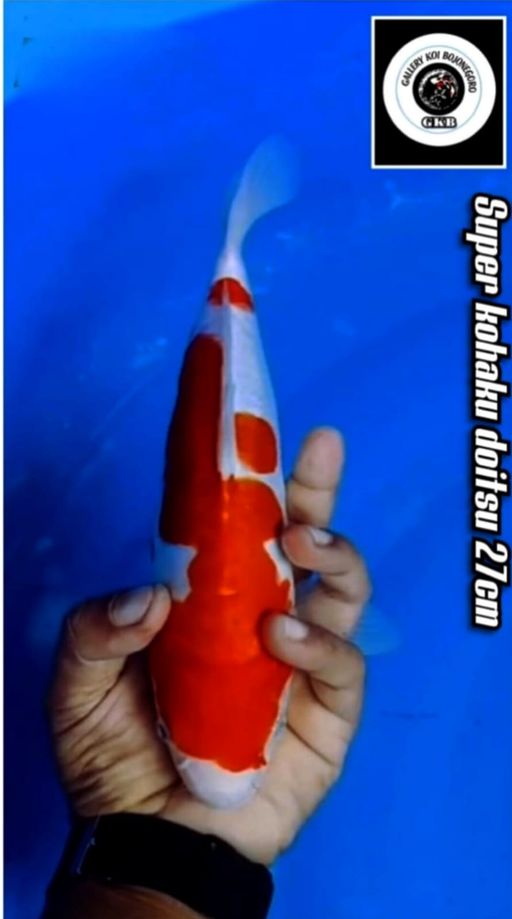 Lelang Koi Online, Jual Beli Ikan Koi, Pusat Jual Beli Koi, Info Lelang Koi Hari Ini, Platform Jual Beli Koi, Jual Beli Ikan Koi Online, Marketplace Ikan Koi, Jual Koi Terbaik, Tempat Beli Koi Berkualitas, Pasar Ikan Koi Online Terpercaya, Penjual Ikan Koi Terpercaya, Beli Koi Hias Online, Ikan Koi untuk Dijual, Koi Kualitas Terbaik, Toko Online Ikan Koi, Koi Hias Untuk Dijual, Jual Beli Ikan Koi Lokal, Koi Indonesia Online, Pusat Jual Beli Koi Terbesar