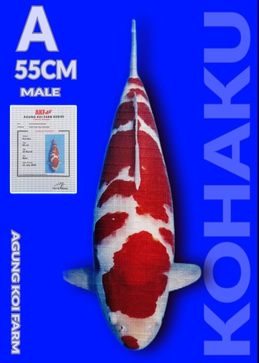 Lelang Koi Online, Jual Beli Ikan Koi, Pusat Jual Beli Koi, Info Lelang Koi Hari Ini, Platform Jual Beli Koi, Jual Beli Ikan Koi Online, Marketplace Ikan Koi, Jual Koi Terbaik, Tempat Beli Koi Berkualitas, Pasar Ikan Koi Online Terpercaya, Penjual Ikan Koi Terpercaya, Beli Koi Hias Online, Ikan Koi untuk Dijual, Koi Kualitas Terbaik, Toko Online Ikan Koi, Koi Hias Untuk Dijual, Jual Beli Ikan Koi Lokal, Koi Indonesia Online, Pusat Jual Beli Koi Terbesar