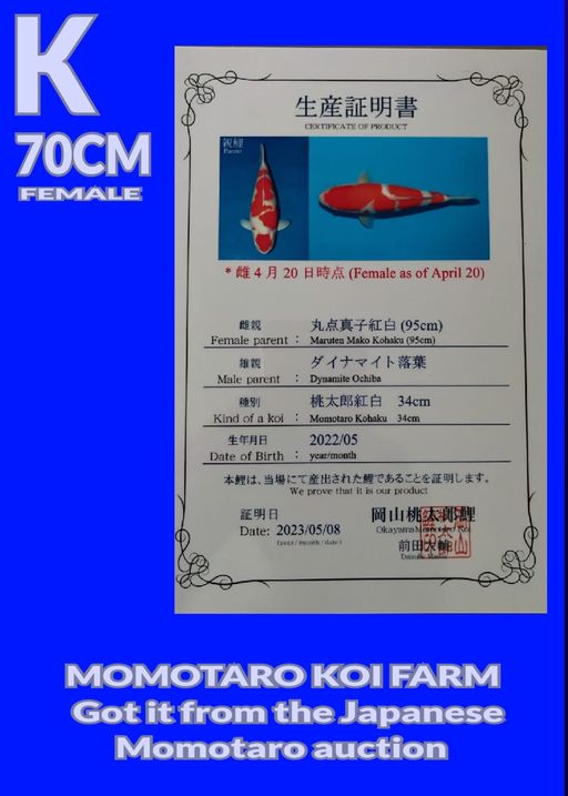 Lelang Koi Online, Jual Beli Ikan Koi, Pusat Jual Beli Koi, Info Lelang Koi Hari Ini, Platform Jual Beli Koi, Jual Beli Ikan Koi Online, Marketplace Ikan Koi, Jual Koi Terbaik, Tempat Beli Koi Berkualitas, Pasar Ikan Koi Online Terpercaya, Penjual Ikan Koi Terpercaya, Beli Koi Hias Online, Ikan Koi untuk Dijual, Koi Kualitas Terbaik, Toko Online Ikan Koi, Koi Hias Untuk Dijual, Jual Beli Ikan Koi Lokal, Koi Indonesia Online, Pusat Jual Beli Koi Terbesar