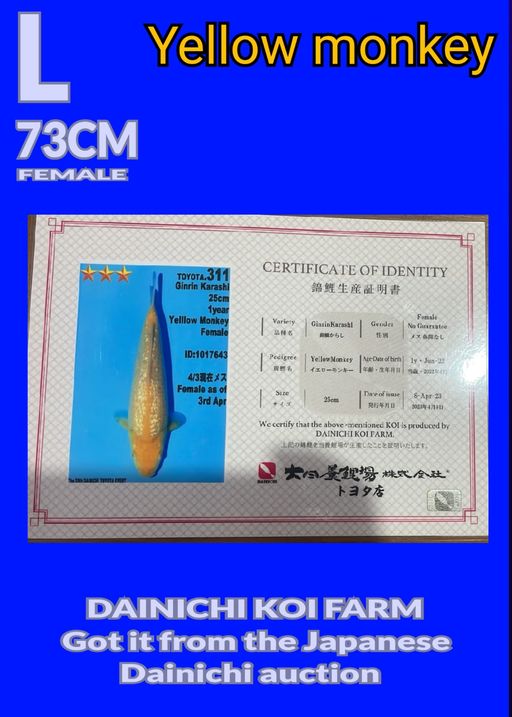 Lelang Koi Online, Jual Beli Ikan Koi, Pusat Jual Beli Koi, Info Lelang Koi Hari Ini, Platform Jual Beli Koi, Jual Beli Ikan Koi Online, Marketplace Ikan Koi, Jual Koi Terbaik, Tempat Beli Koi Berkualitas, Pasar Ikan Koi Online Terpercaya, Penjual Ikan Koi Terpercaya, Beli Koi Hias Online, Ikan Koi untuk Dijual, Koi Kualitas Terbaik, Toko Online Ikan Koi, Koi Hias Untuk Dijual, Jual Beli Ikan Koi Lokal, Koi Indonesia Online, Pusat Jual Beli Koi Terbesar