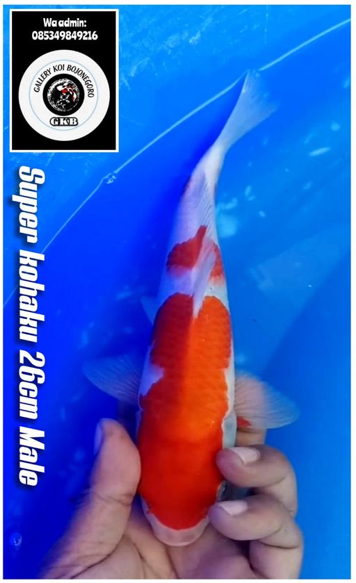Lelang Koi Online, Jual Beli Ikan Koi, Pusat Jual Beli Koi, Info Lelang Koi Hari Ini, Platform Jual Beli Koi, Jual Beli Ikan Koi Online, Marketplace Ikan Koi, Jual Koi Terbaik, Tempat Beli Koi Berkualitas, Pasar Ikan Koi Online Terpercaya, Penjual Ikan Koi Terpercaya, Beli Koi Hias Online, Ikan Koi untuk Dijual, Koi Kualitas Terbaik, Toko Online Ikan Koi, Koi Hias Untuk Dijual, Jual Beli Ikan Koi Lokal, Koi Indonesia Online, Pusat Jual Beli Koi Terbesar