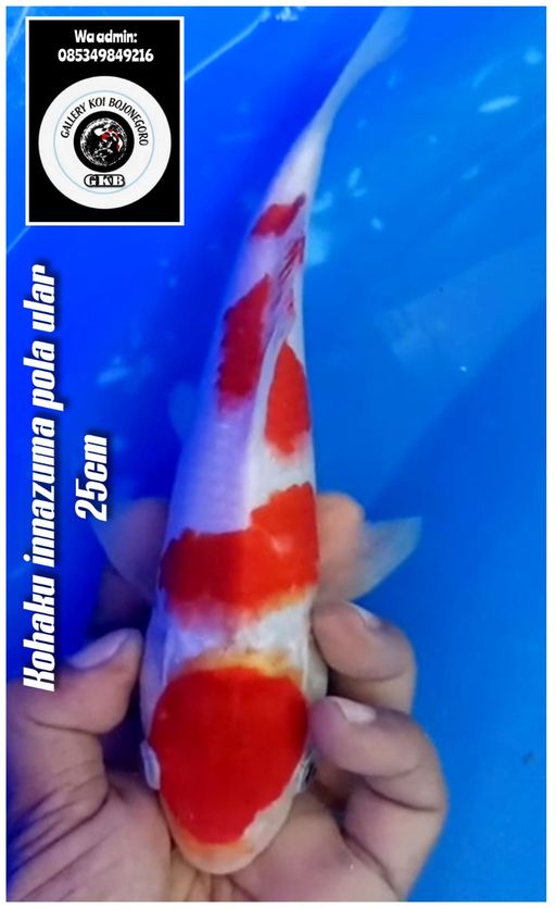 Lelang Koi Online, Jual Beli Ikan Koi, Pusat Jual Beli Koi, Info Lelang Koi Hari Ini, Platform Jual Beli Koi, Jual Beli Ikan Koi Online, Marketplace Ikan Koi, Jual Koi Terbaik, Tempat Beli Koi Berkualitas, Pasar Ikan Koi Online Terpercaya, Penjual Ikan Koi Terpercaya, Beli Koi Hias Online, Ikan Koi untuk Dijual, Koi Kualitas Terbaik, Toko Online Ikan Koi, Koi Hias Untuk Dijual, Jual Beli Ikan Koi Lokal, Koi Indonesia Online, Pusat Jual Beli Koi Terbesar